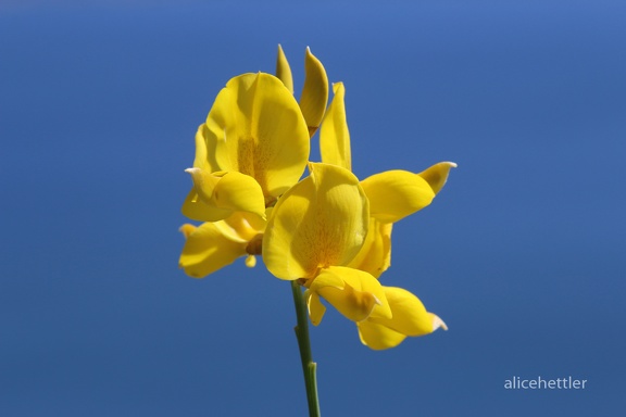 Pfriemenginster (Spartium junceum)